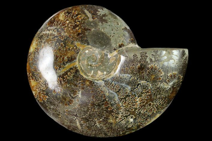 Polished, Agatized Ammonite (Cleoniceras) - Madagascar #149178